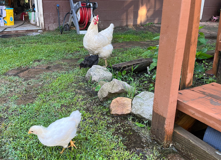 Chickens in a yard in Logan, West Virginia 