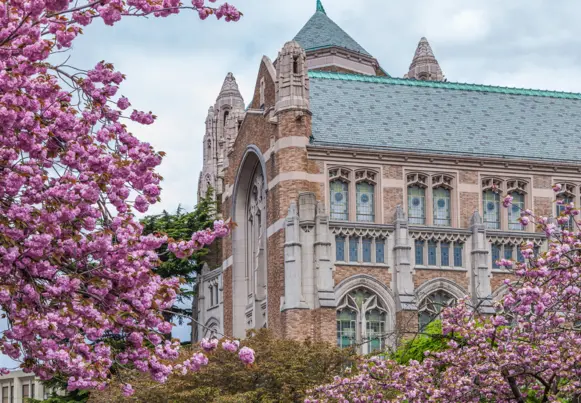 University of Washington in Seattle with cherry blossom trees